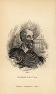 Guillaume Rondelet, Professor of Medicine at the University of Montpellier, France, Naturalist and Botanist, 1507-1566 by Unknown